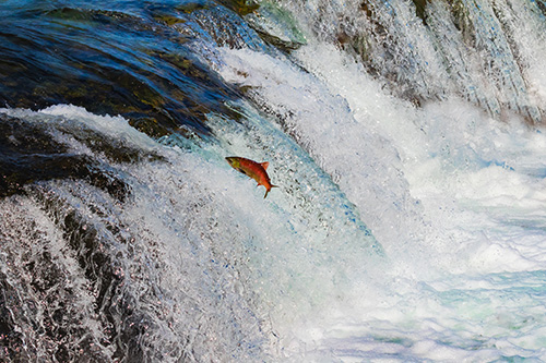 Salmon swimming in Alaskan water stream