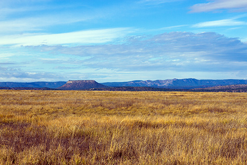 Prairie grasses in New Mexico
