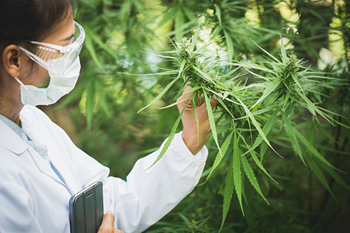 Medical Cannabis growing