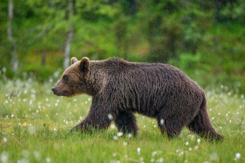 Bear walking in grass
